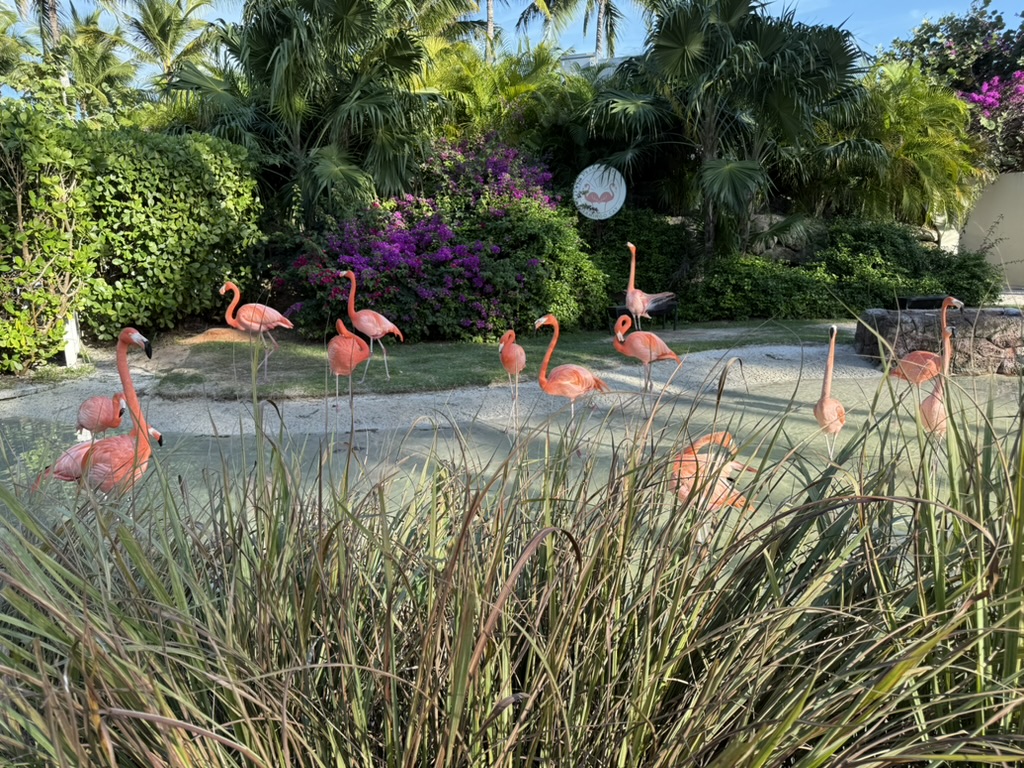 A flock of flamingos wading in a shallow pool surrounded by palms and bougainvillea at Baha Mar