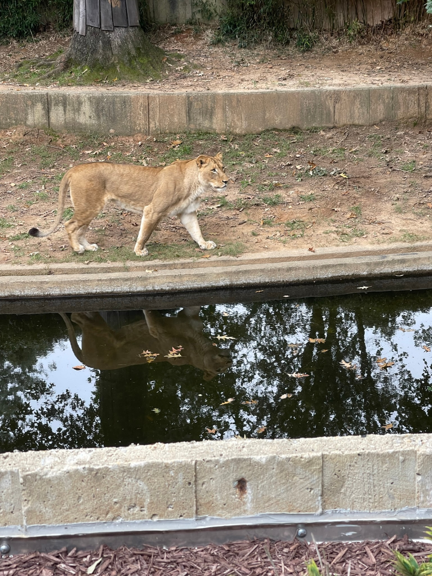 Lioness walking beside a moat at the National Zoo with her reflection in the water
