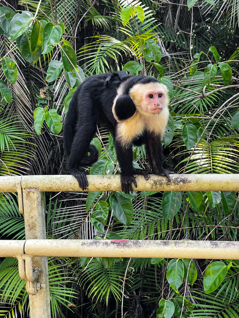 White-faced capuchin monkey perched on a railing in front of dense green foliage at Manuel Antonio National Park