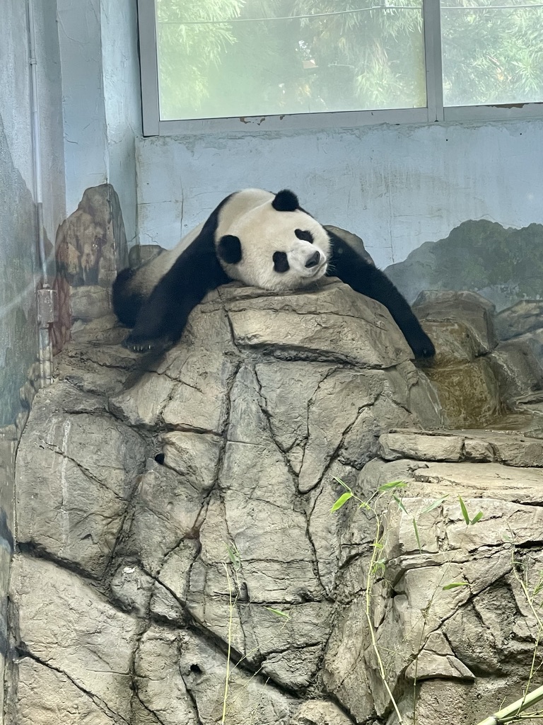 Giant panda resting on a rock at the Smithsonian National Zoo