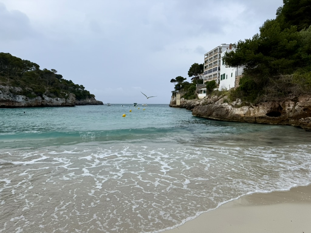 Cala Santanyi in the early morning with a gull over the cove and pine-covered cliffs