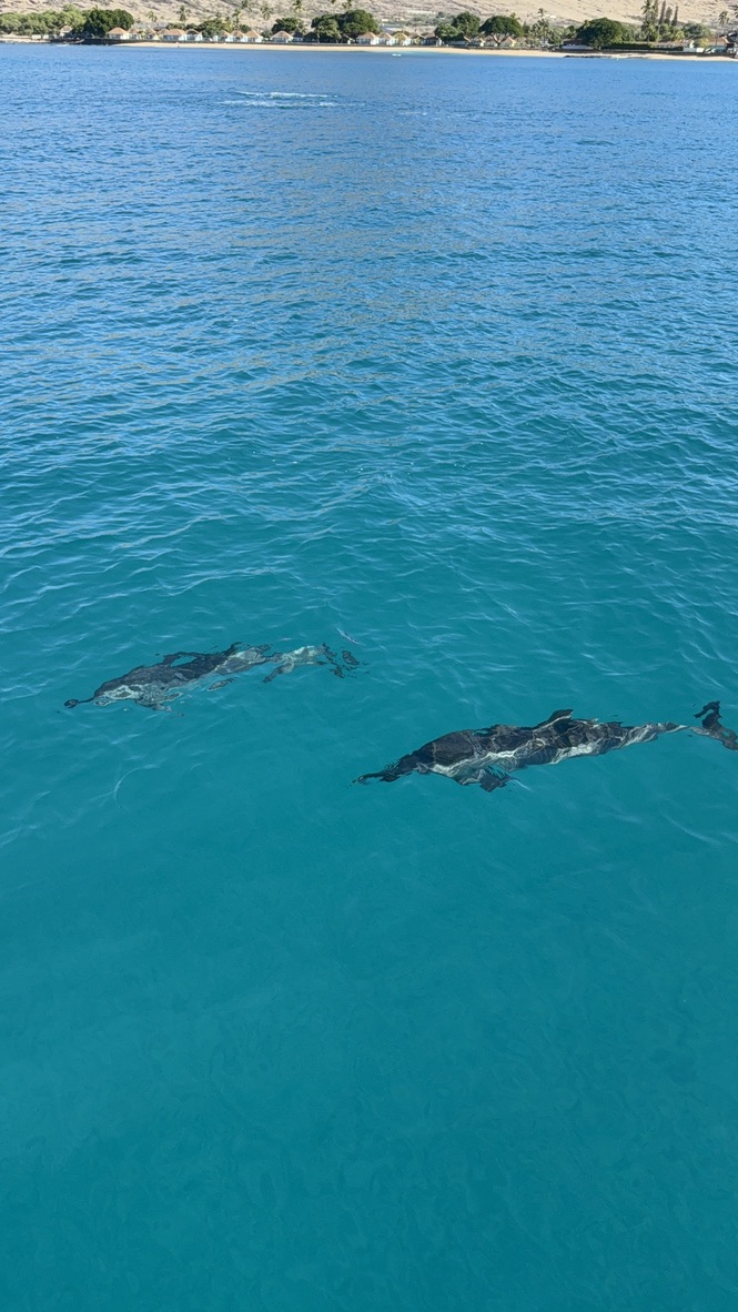 Two dolphins swimming just below the surface of clear turquoise water off the Waianae coast