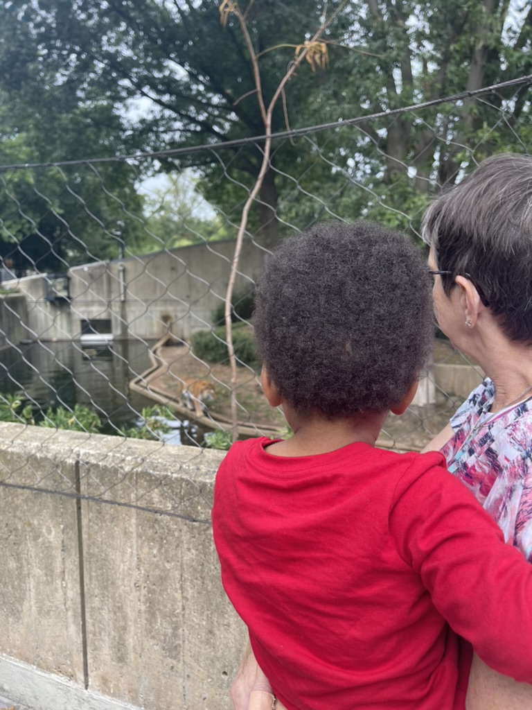 Great-grandmother holding a toddler as they look at a tiger at the National Zoo