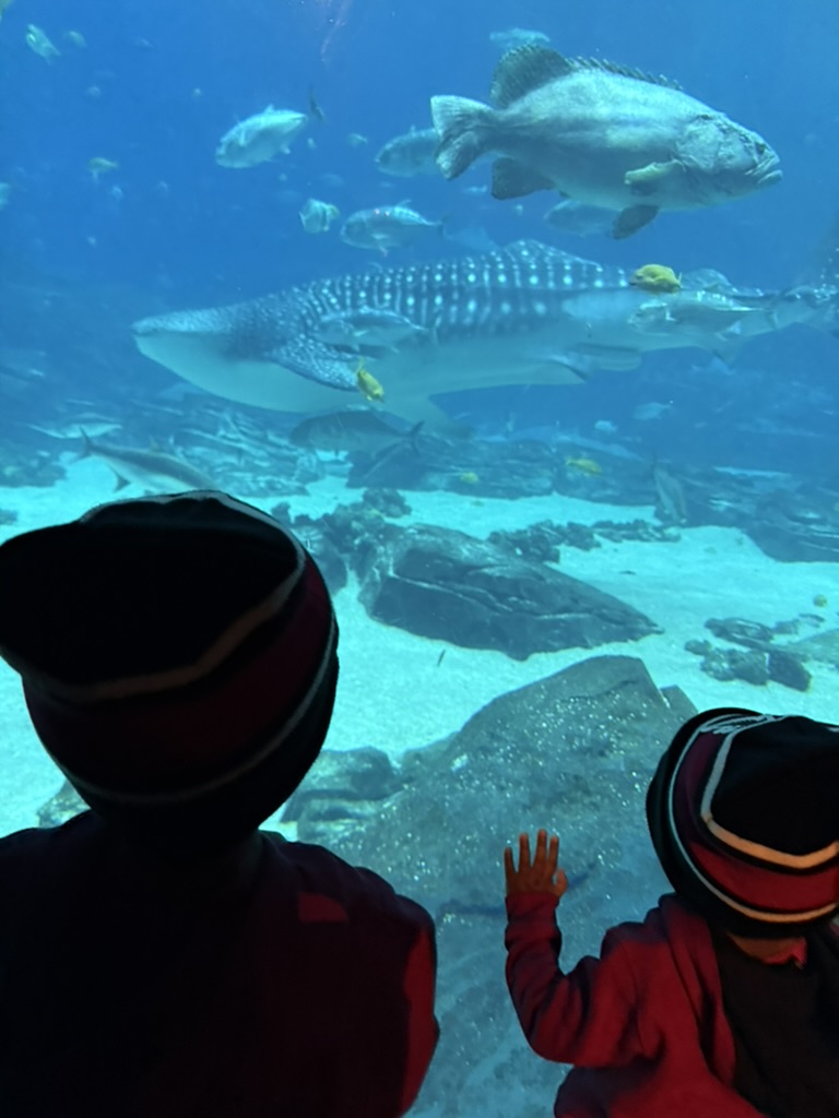 The boys in beanies watching a whale shark glide past the Georgia Aquarium viewing window