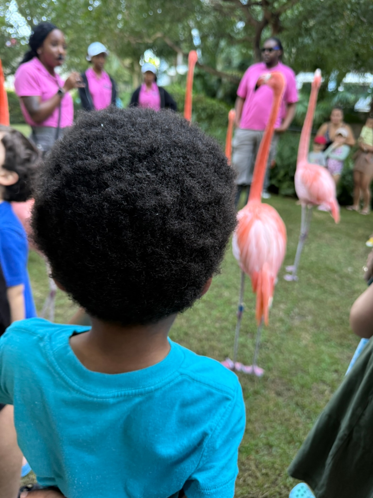 Preston watching flamingos and their handlers during the flamingo parade