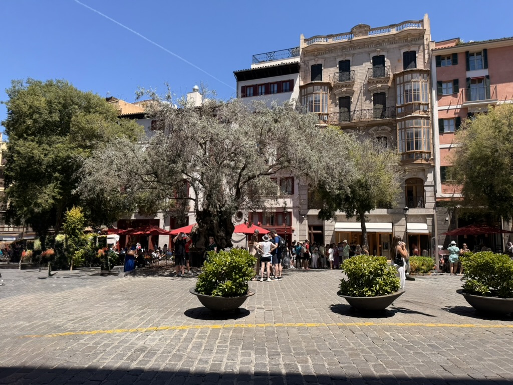 Palma plaza with the ancient olive tree, red cafe umbrellas and stone townhouses under a clear blue sky