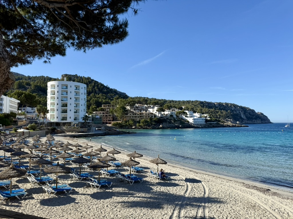 Sant Elm beach in the morning — rows of thatched umbrellas and blue loungers on pale sand, turquoise water and the pine-covered headland beyond