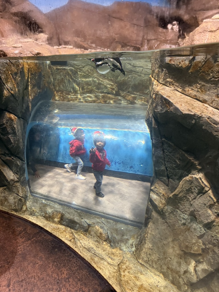 The boys standing inside the penguin tunnel as a penguin swims overhead